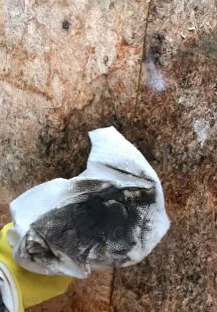 black mold removal hampton mn black mold removal hampton mn
