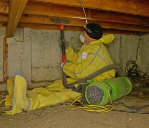 emergency mold remediation Hampton MN emergency mold remediation Hampton MN