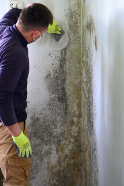 emergency mold removal in Minnesota emergency mold removal in Minnesota
