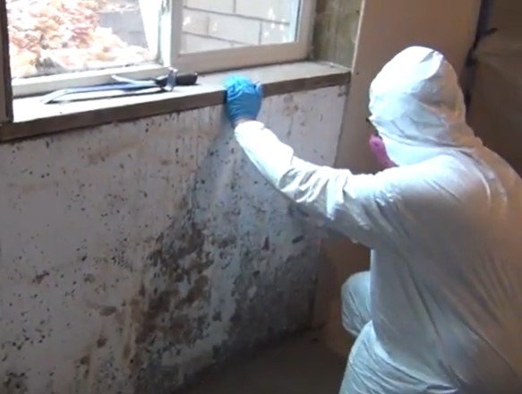 mold remediation in Minnesota mold remediation in Minnesota