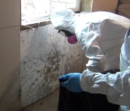 mold remediation near me in minnesota mold remediation near me in minnesota