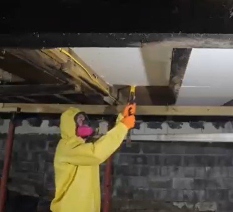 mold remediation near me mold remediation near me