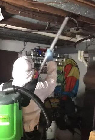 mold removal near me mold removal near me